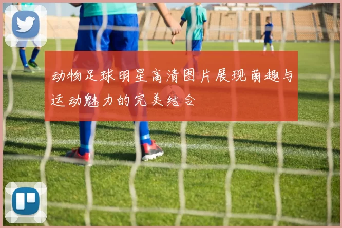 动物足球明星高清图片展现萌趣与运动魅力的完美结合