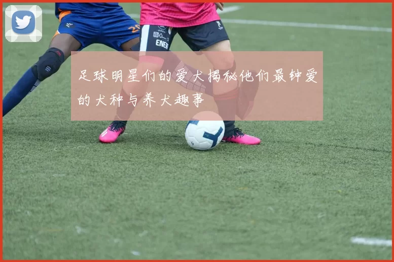 足球明星们的爱犬揭秘他们最钟爱的犬种与养犬趣事