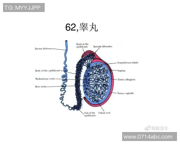 如何通过科学健身提升身体素质和保持健康体型的全面指南